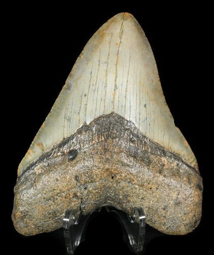 Bargain Megalodon Tooth - North Carolina #45546